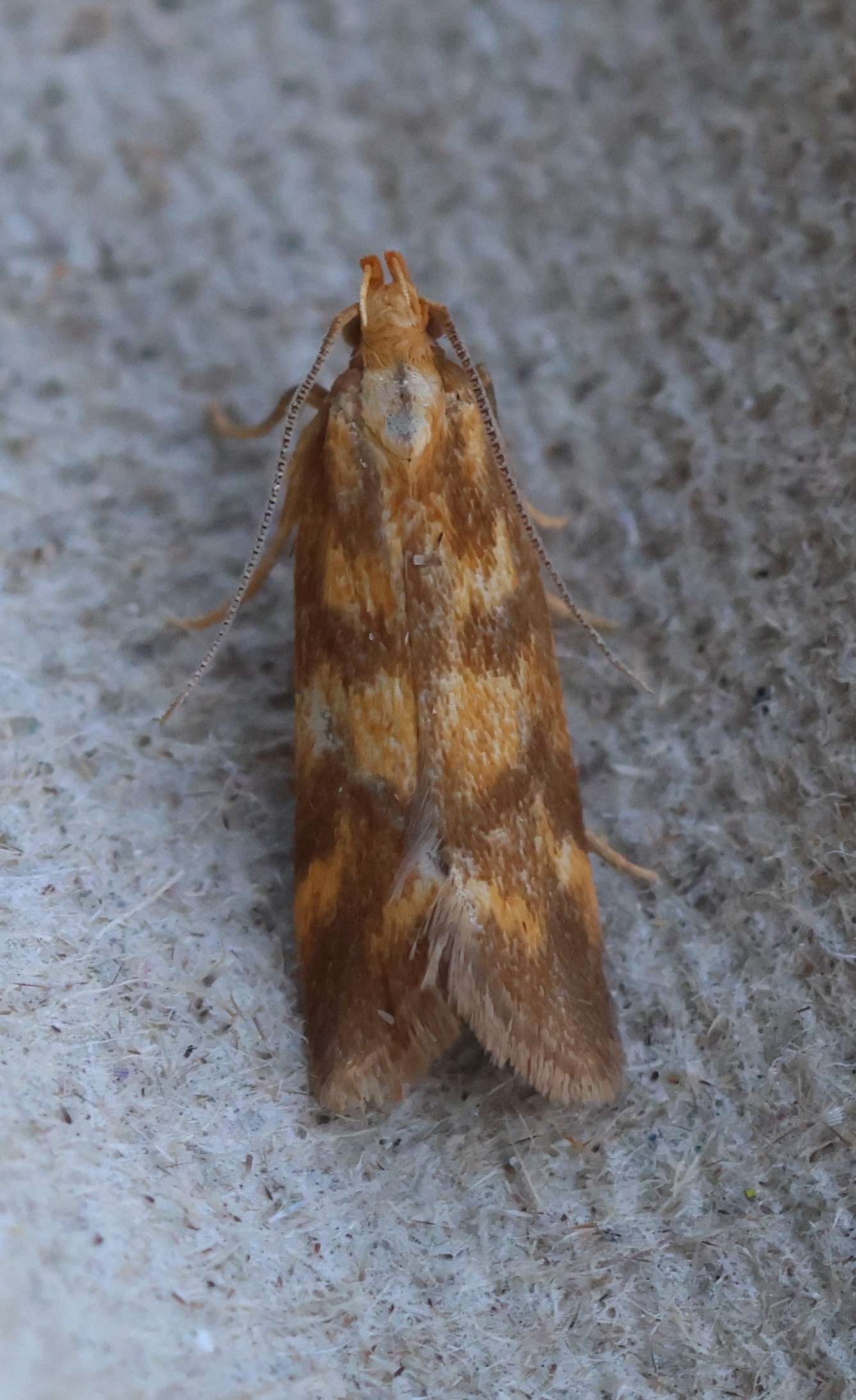 Photo of Mirificarma flavella
